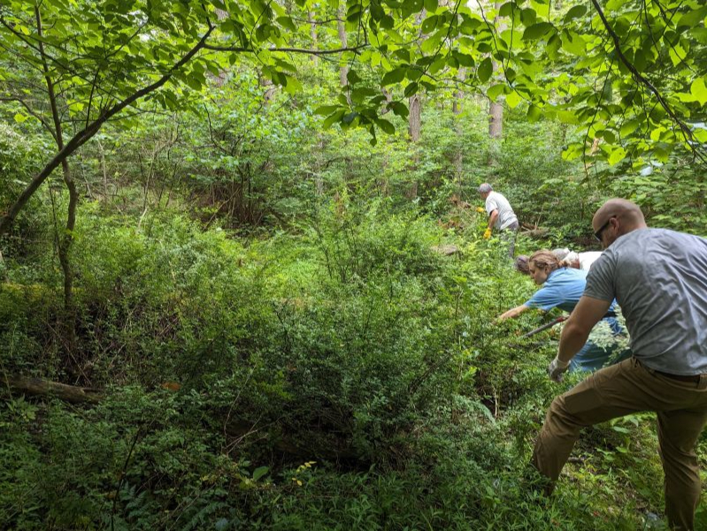 clearing invasive species